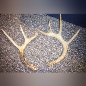 White Tail Deer Antlers Natural Shed